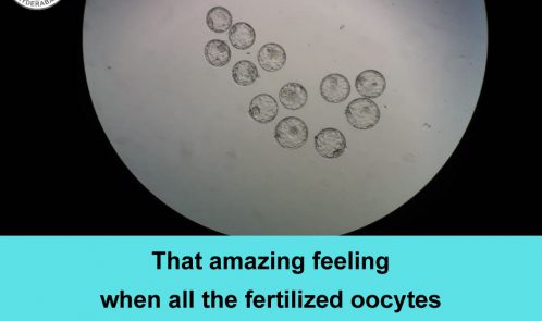 Blastocysts_Treatment_in_Hyderabad