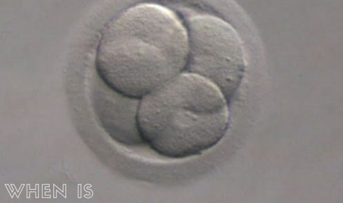 Embryo_Transfer_Treatment