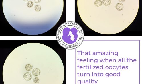 fertilized oocytes turn