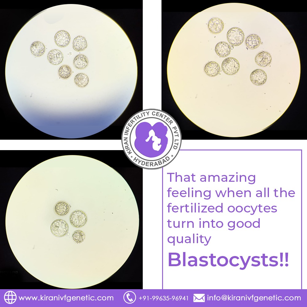 fertilized oocytes turn