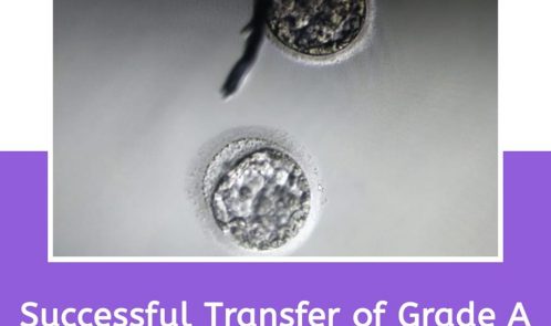 Grade A Blastocyst embryos