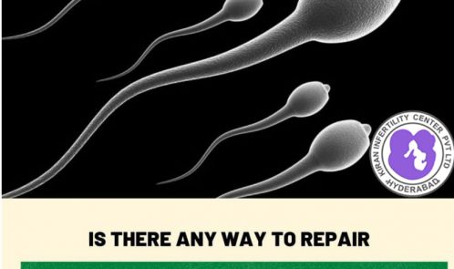 Is there a way to repair damaged sperm cells?