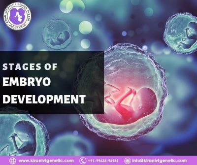 stages of embroyo develop