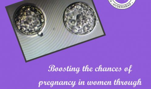 blastocyst