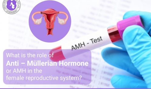 role of Anti – Müllerian Hormone or AMH in the female reproductive system