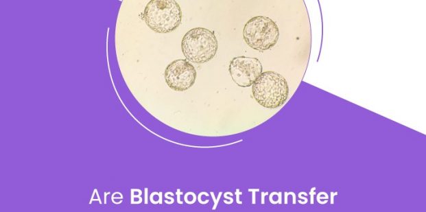 Are blastocyst transfers more successful?