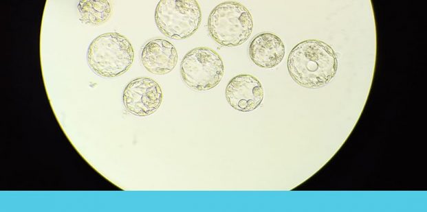 It feels good when you get a 100% blastocyst conversion rate.