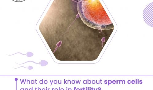 What do you know about sperm cells and their role in fertility?