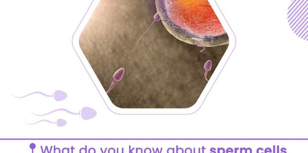 What do you know about sperm cells and their role in fertility?