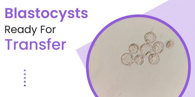 Blastocysts ready for transfer