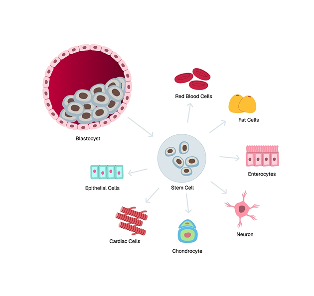 Blastocyst embryo transfer centre in Hyderabad at Kiran Infertility Centre